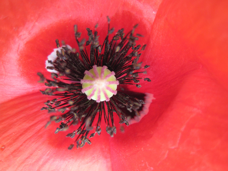 red poppy flower as nice natural backgroundの写真素材