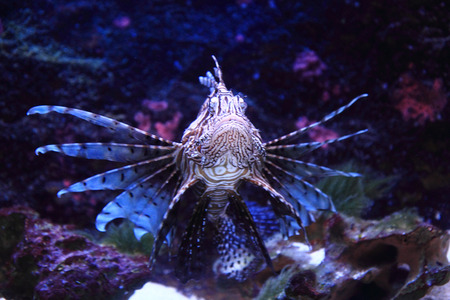 beauty lionfish in the salt sea waterの写真素材
