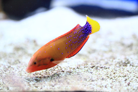 exotic sea fish in the deep sea, aquariumの写真素材
