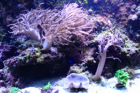 life in salt water as nice sea aquarium background