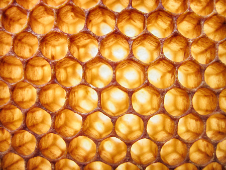 empty honey texture as nice bee backgroundの写真素材