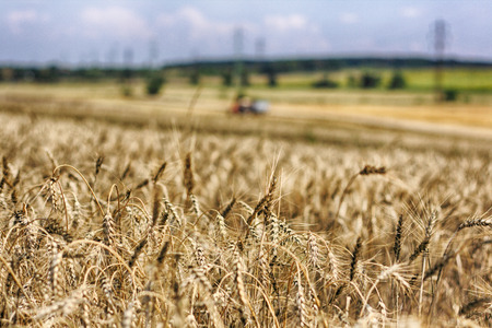 big golden corn field and blue skyの写真素材