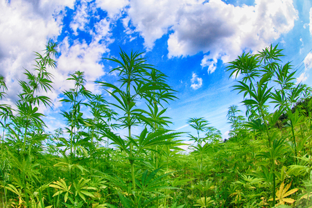 large marijuana field and the blue sky の写真素材
