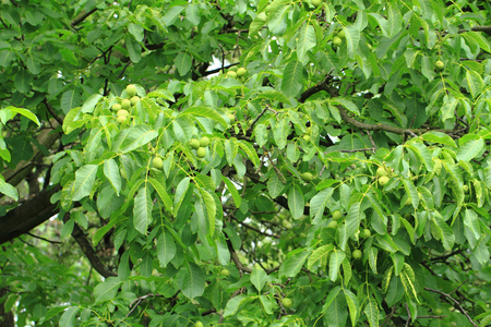 green walnuts plant as nice natural backgroundの写真素材