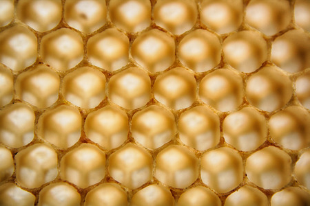 beeswax wirhout honey as very nice natural background