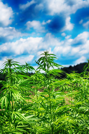 marijuana field and blue sky in the czech republicの写真素材