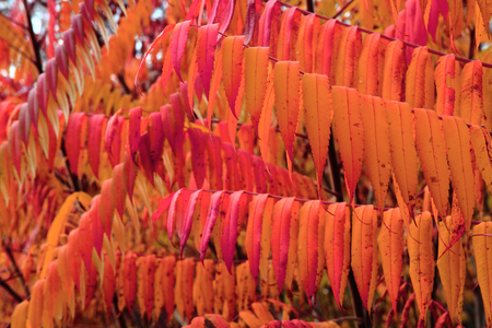 red autumn leaves as very nice backgroundの写真素材
