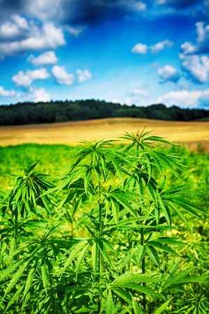 marijuana field and blue sky in the czech republicの写真素材