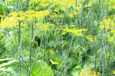 dill flowers and plants as nice natural background