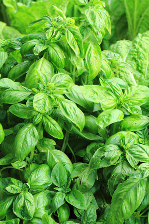 basil plant as nice gourmet natural backgroundの写真素材