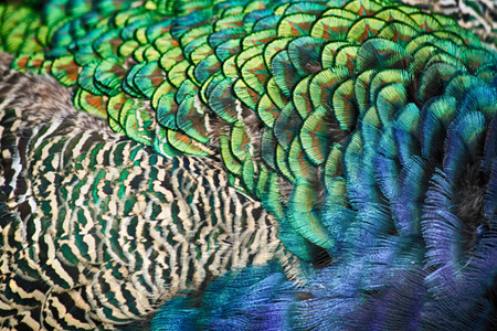 feather of peacock - very nice natural textureの写真素材