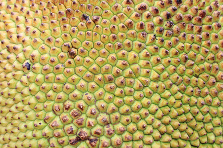 detail of fresh jackfruit as very nice food background