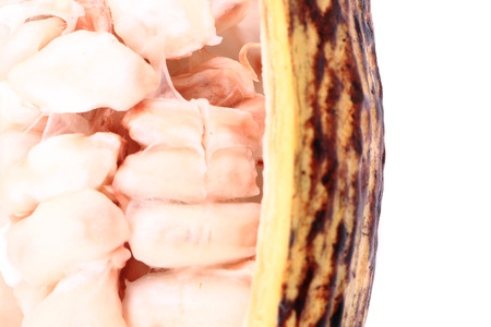 cocoa fruit isolated on the white background