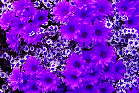 violet flowers as very nice natural background