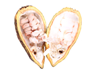 cocoa fruit isolated on the white background