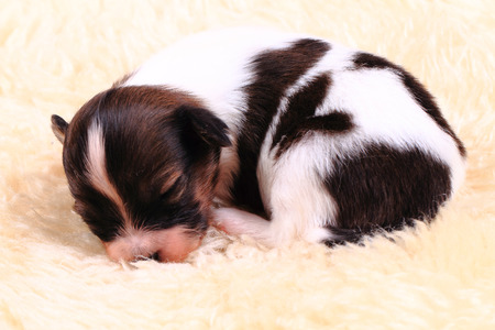 papillon dog newborn is resting and sleepingの写真素材