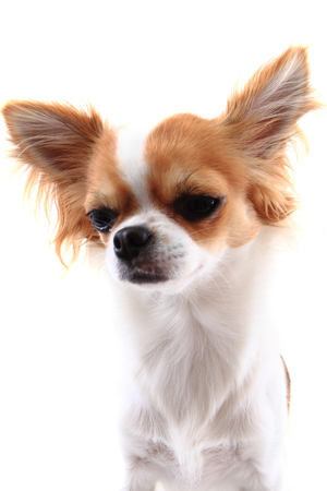 small chihuahua isolated on the white backgroundの写真素材