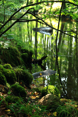 river in the green forest in the czech republicの写真素材
