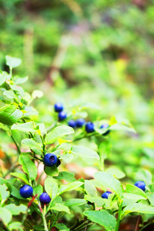 blueberries plant in the forest as very nice backgroundの写真素材