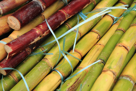 sugarcane plant texture as nice natural background