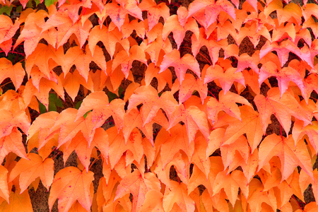 autumn color leaves texture as nice natural backgroundの写真素材