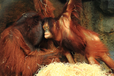 orangutan monkey child with mother or fatherの写真素材