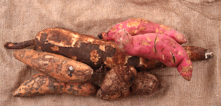 nice fresh manioc rootand sweet potatoses from south africaの写真素材