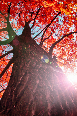 old autumn tree as nice autumn backgroundの写真素材