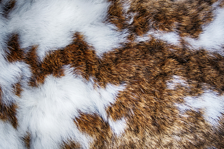 brown and white skin texture from the rabbitの写真素材