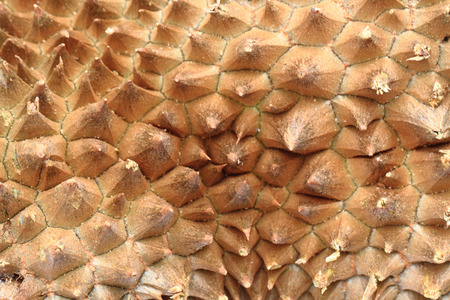 durian fruit texture as very nice gourmet background