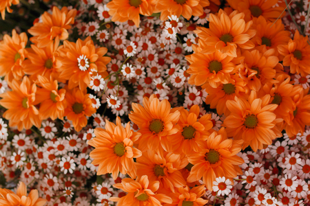 orange spring flowers as nice natural spring backgroundの写真素材