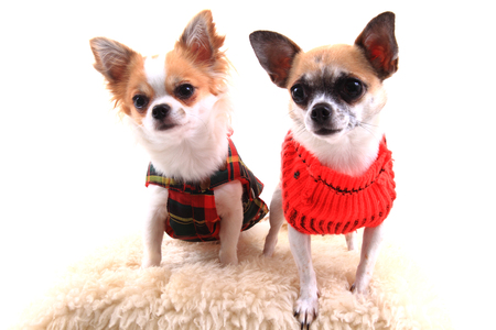 two chihuahua is resting on the white backgroundの写真素材