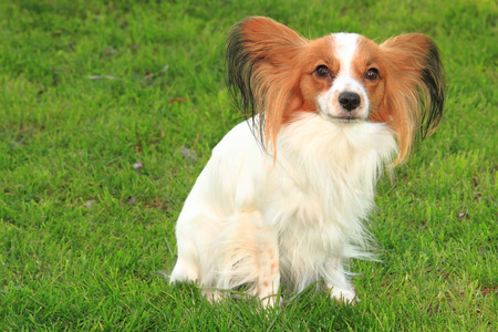 international champion papillon dog in the grassの写真素材