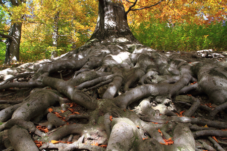 very old tree in the moravian forestの写真素材