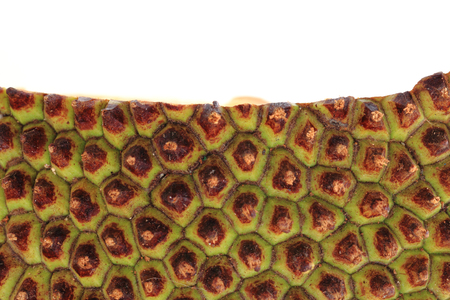 detail of fresh jackfruit as very nice food background