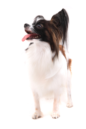 papillon dog isolated on the white backgroundの写真素材