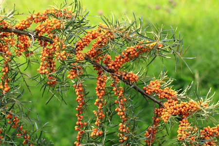 sea buckthorn plant with fruits as healthy food の写真素材