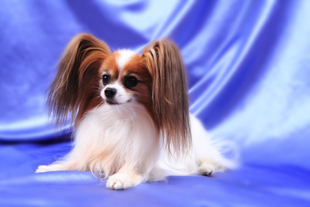 papillon dog nice old lady is resting の写真素材