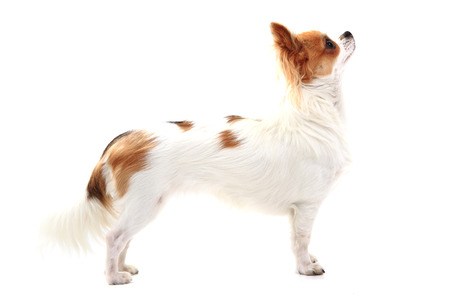 small chihuahua isolated on the white backgroundの写真素材