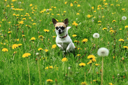 chihuahua in the green grass as nice pet portraitの写真素材