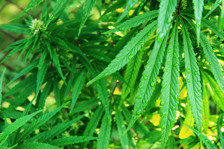 fresh green marijuana plant natural medical background
