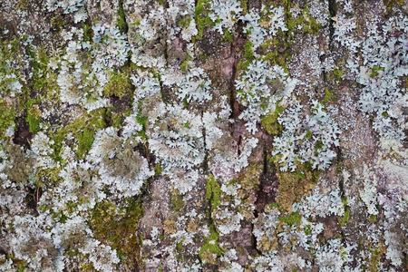old bark with moss as nice backgroundの写真素材