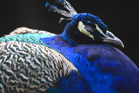 head of peacock as nice detail of this birdの写真素材