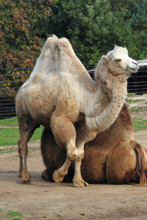 nice young camel in the green gardenの写真素材