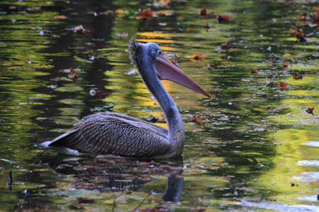 pelican bird is fishing on the autumn lakeの写真素材