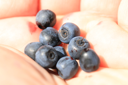 blueberries in human hand as nice food backgroundの写真素材