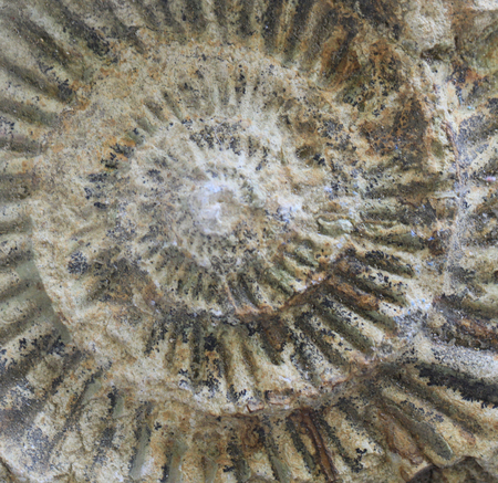 Geology ammonite texture as very nice background