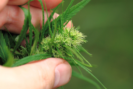 marijuana plant with green leaves as nice natural backgroundの写真素材