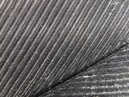 micro photo of feather texture as very nice backgroundの写真素材