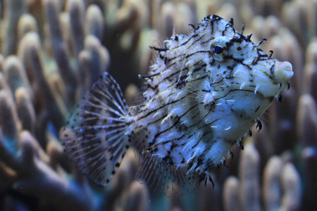 exotic sea fish as nice water animal 